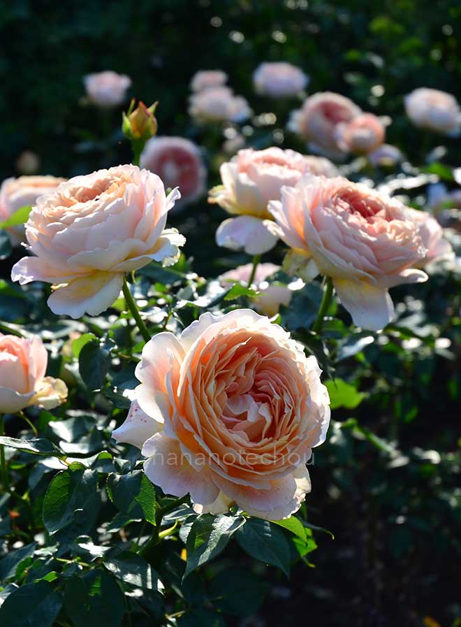 バラ キャラメル アンティーク｜花の手帖の薔薇図鑑