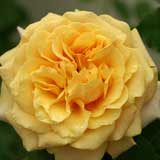 バラ ｜花の手帖の薔薇図鑑