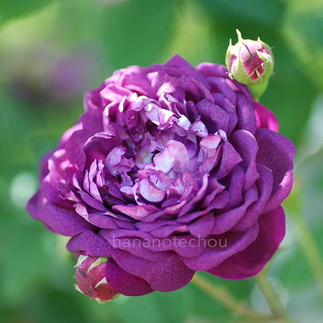 バラ カーディナル ドゥ リシュリュー｜花の手帖の薔薇図鑑