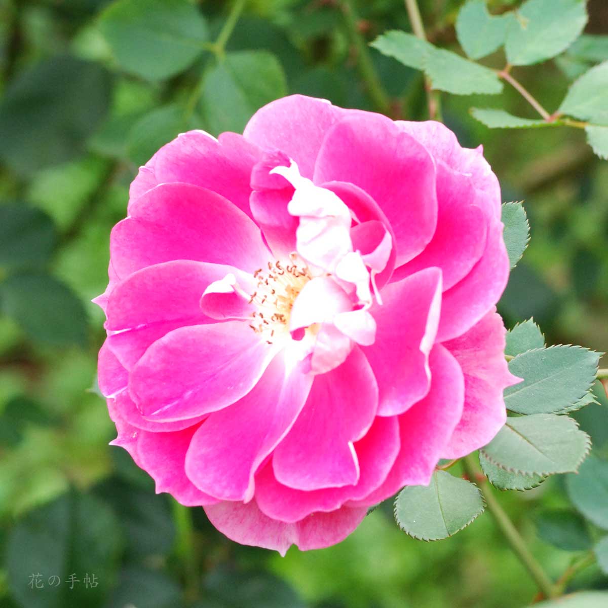 バラ ケアフリー ワンダー｜花の手帖の薔薇図鑑