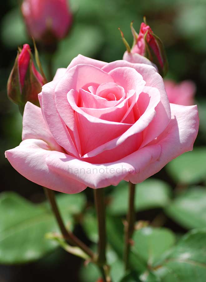 バラ カリネラ｜花の手帖の薔薇図鑑