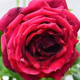 バラ カルメン｜花の手帖の薔薇図鑑