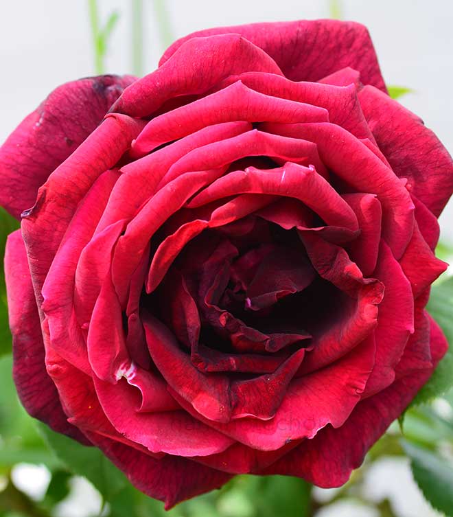 バラ カルメン｜花の手帖の薔薇図鑑