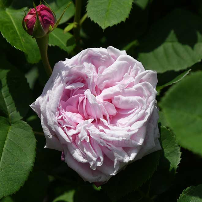 バラ キャロリン デ ソンサル｜花の手帖の薔薇図鑑