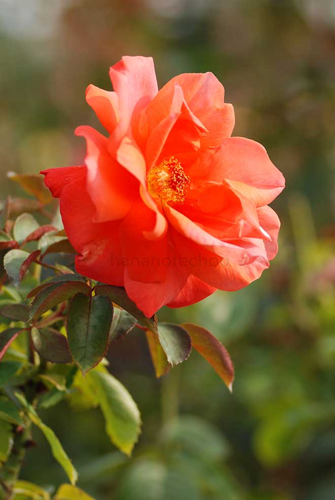 バラ ケーリー グラント｜花の手帖の薔薇図鑑