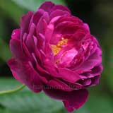 バラ キアンチ｜花の手帖の薔薇図鑑