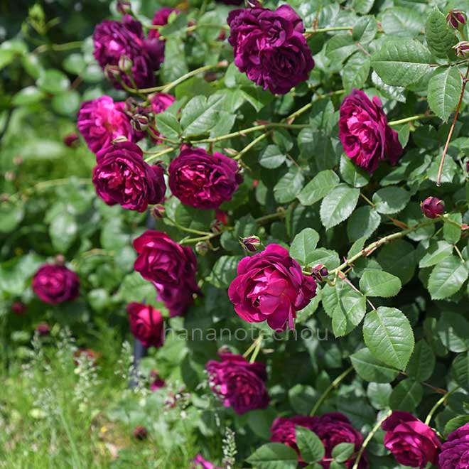 バラ キアンチ｜花の手帖の薔薇図鑑