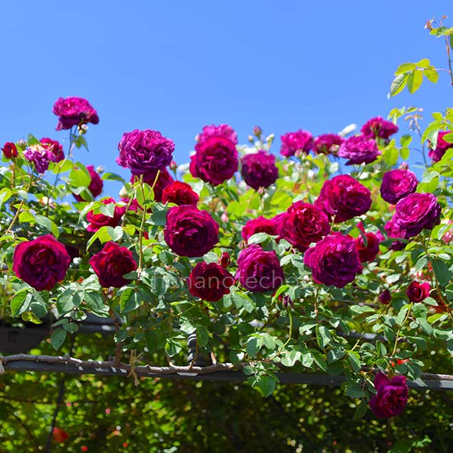 バラ キアンチ｜花の手帖の薔薇図鑑