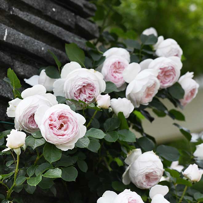 バラ クリスティアーナ｜花の手帖の薔薇図鑑