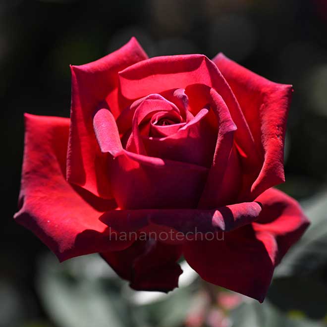 バラ クリスチャン ディオール｜花の手帖の薔薇図鑑