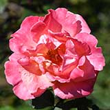 バラ クリストファー コロンブス｜花の手帖の薔薇図鑑