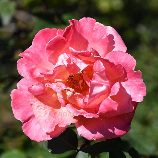 バラ クリストファー コロンブス｜花の手帖の薔薇図鑑