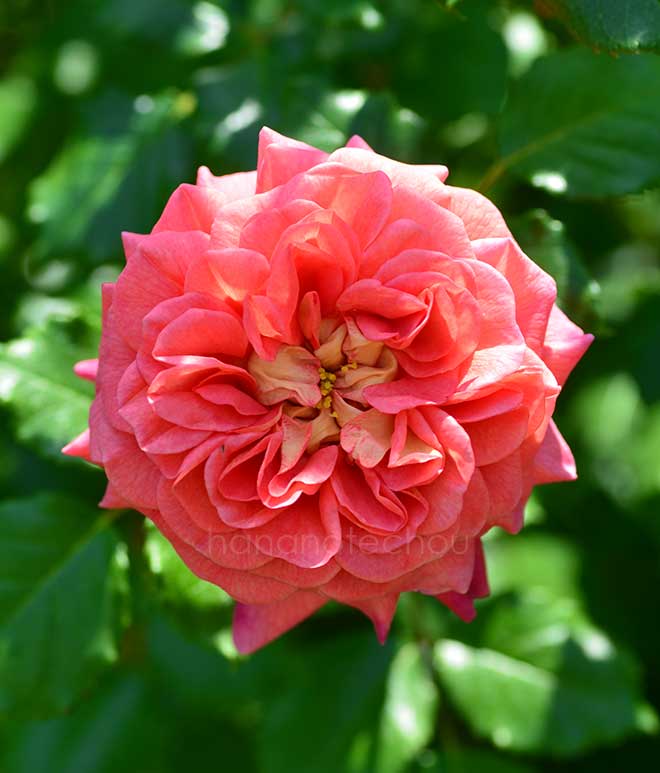 バラ クリストファー マーロー｜花の手帖の薔薇図鑑