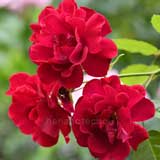 バラ ｜花の手帖の薔薇図鑑