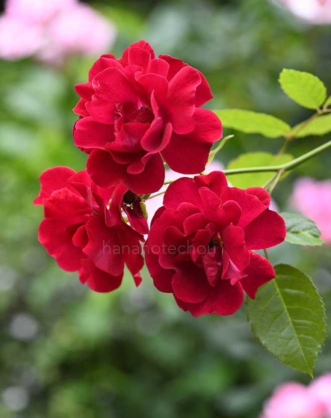 バラ つる クリストファー ストーン｜花の手帖の薔薇図鑑