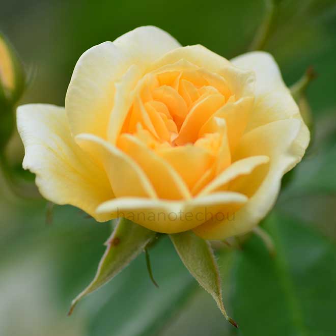 バラ クレール ジャキエ｜花の手帖の薔薇図鑑