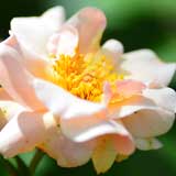 バラ ｜花の手帖の薔薇図鑑