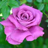 バラ クロード ブラッスール｜花の手帖の薔薇図鑑