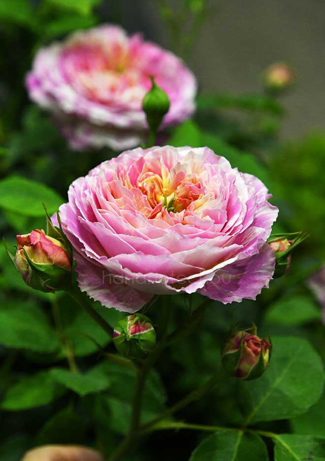 バラ クロード モネ｜花の手帖の薔薇図鑑