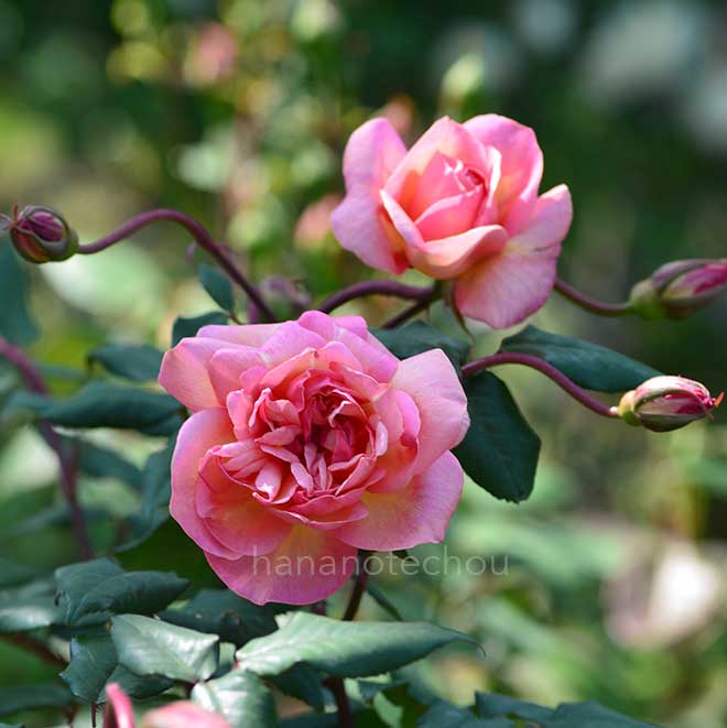 バラ クレメンティナ カルボニエリ｜花の手帖の薔薇図鑑