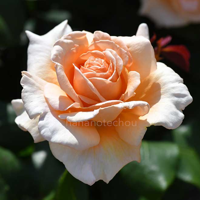 バラ クローダ マグレディ｜花の手帖の薔薇図鑑