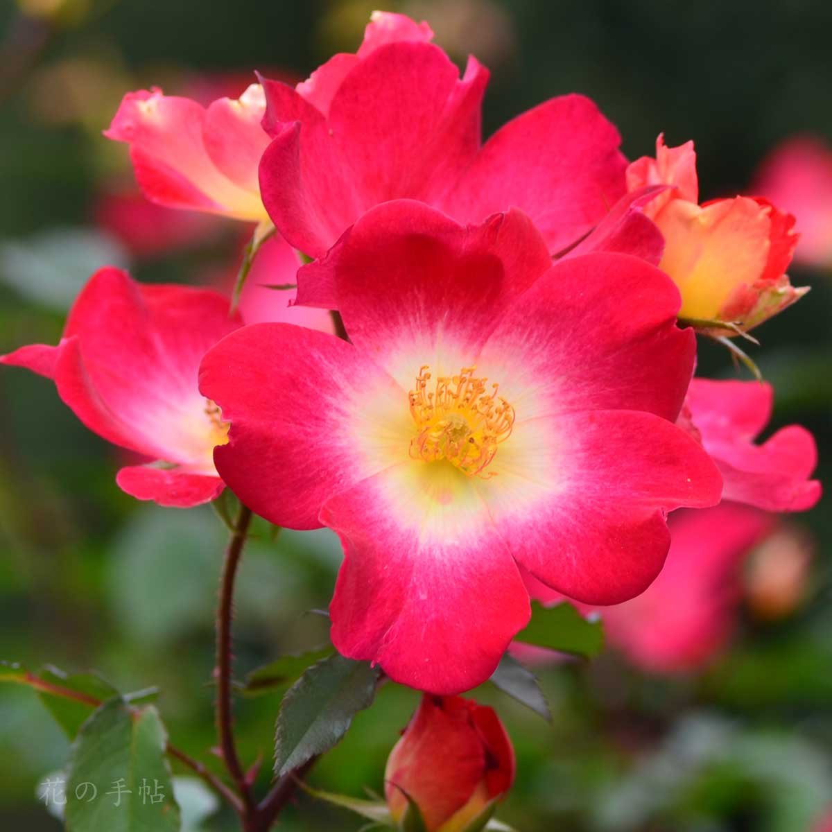 バラ カクテル｜花の手帖の薔薇図鑑