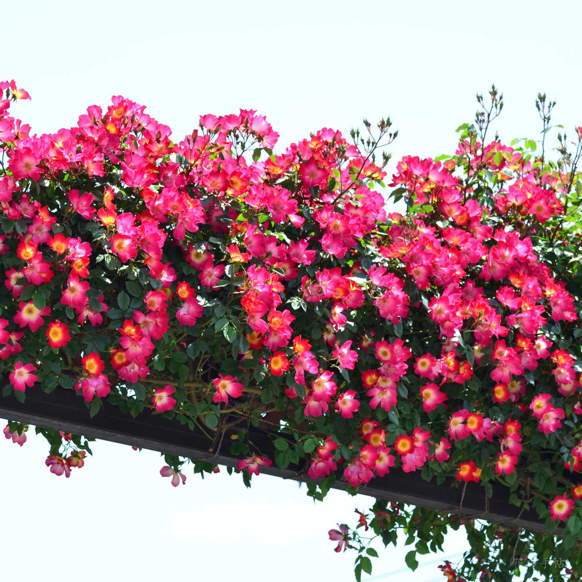 バラ カクテル｜花の手帖の薔薇図鑑