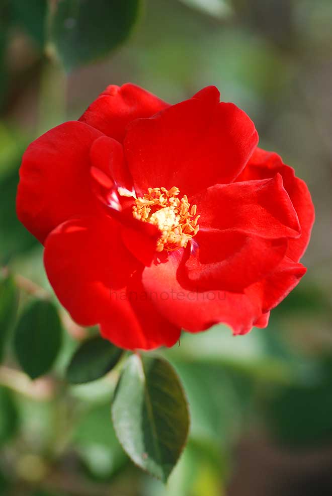 バラ ココリコ｜花の手帖の薔薇図鑑