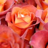 バラ ｜花の手帖の薔薇図鑑