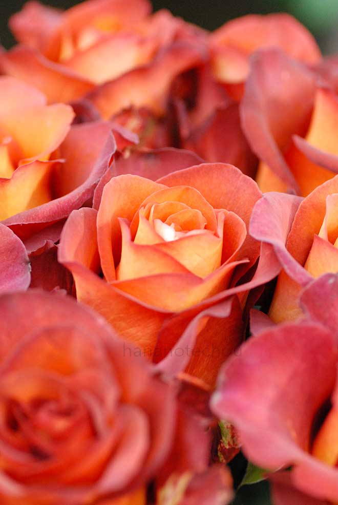 バラ コーヒー ブレイク｜花の手帖の薔薇図鑑