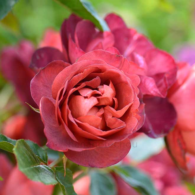 バラ コーヒーオベーション｜花の手帖の薔薇図鑑