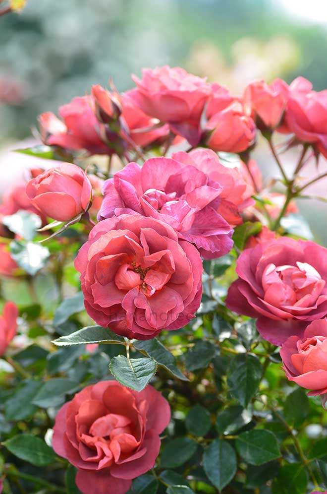 バラ コーヒーオベーション｜花の手帖の薔薇図鑑