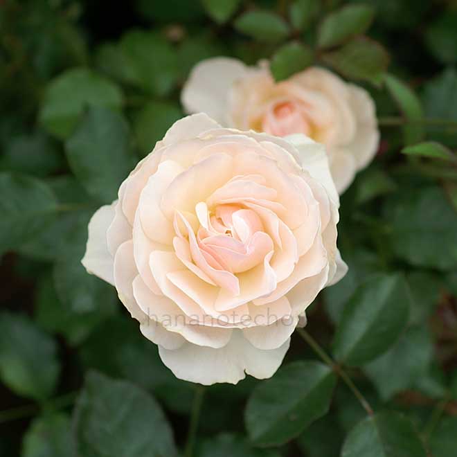 バラ コルビースクール｜花の手帖の薔薇図鑑