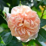 バラ コレッタ｜花の手帖の薔薇図鑑