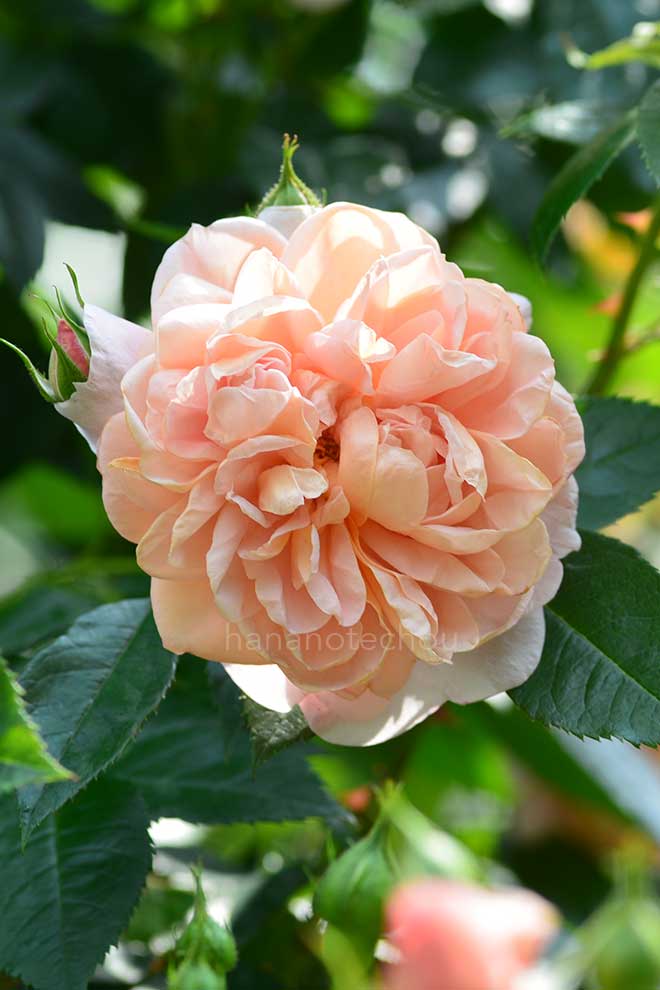 バラ コレッタ｜花の手帖の薔薇図鑑