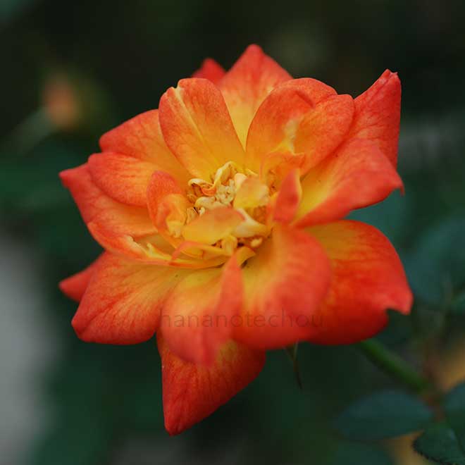 バラ コリブリ｜花の手帖の薔薇図鑑