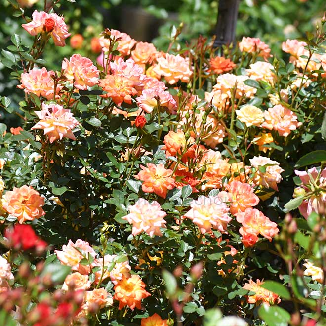 バラ コリブリ｜花の手帖の薔薇図鑑