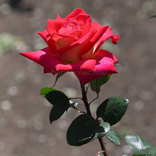 バラ コロラマ｜花の手帖の薔薇図鑑