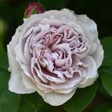 バラ カラー オブ ジュピター｜花の手帖の薔薇図鑑