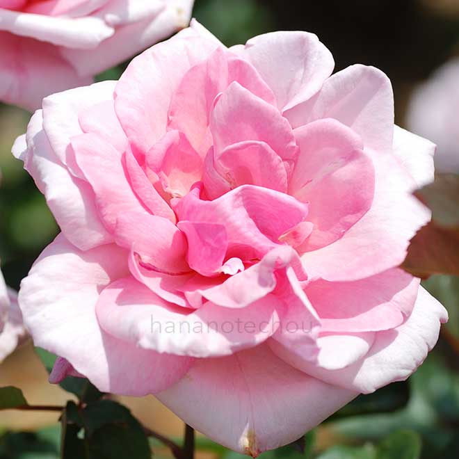 バラ コロンブス クイーン｜花の手帖の薔薇図鑑