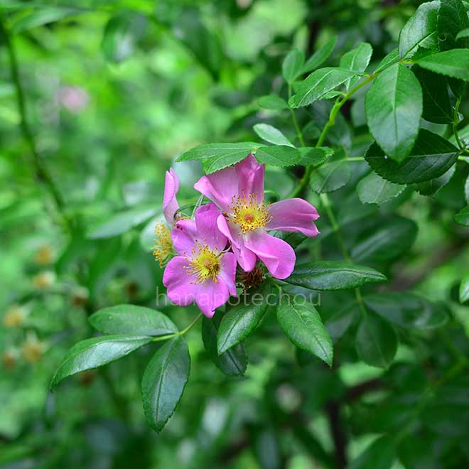 バラ コマンダージレット｜花の手帖の薔薇図鑑