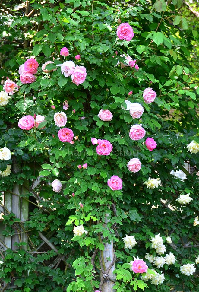 バラ つる コンテス デ ラバルト｜花の手帖の薔薇図鑑