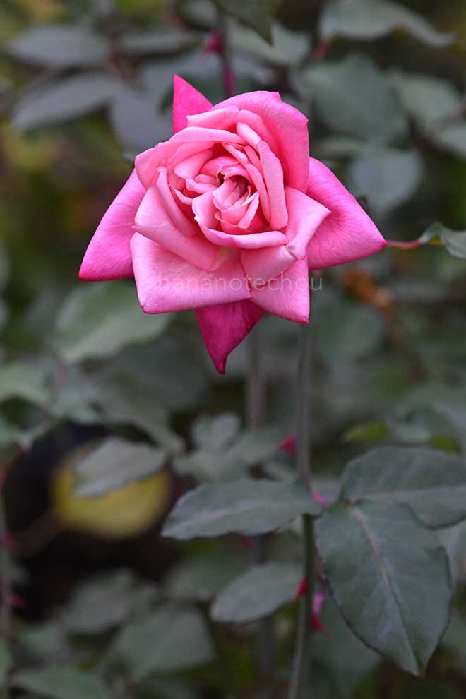 バラ コンテスフェステティックハミルトン｜花の手帖の薔薇図鑑