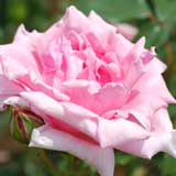 バラ コンテス バンダル｜花の手帖の薔薇図鑑