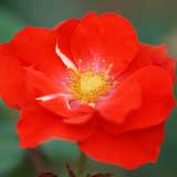 バラ コンチェルティーノ｜花の手帖の薔薇図鑑