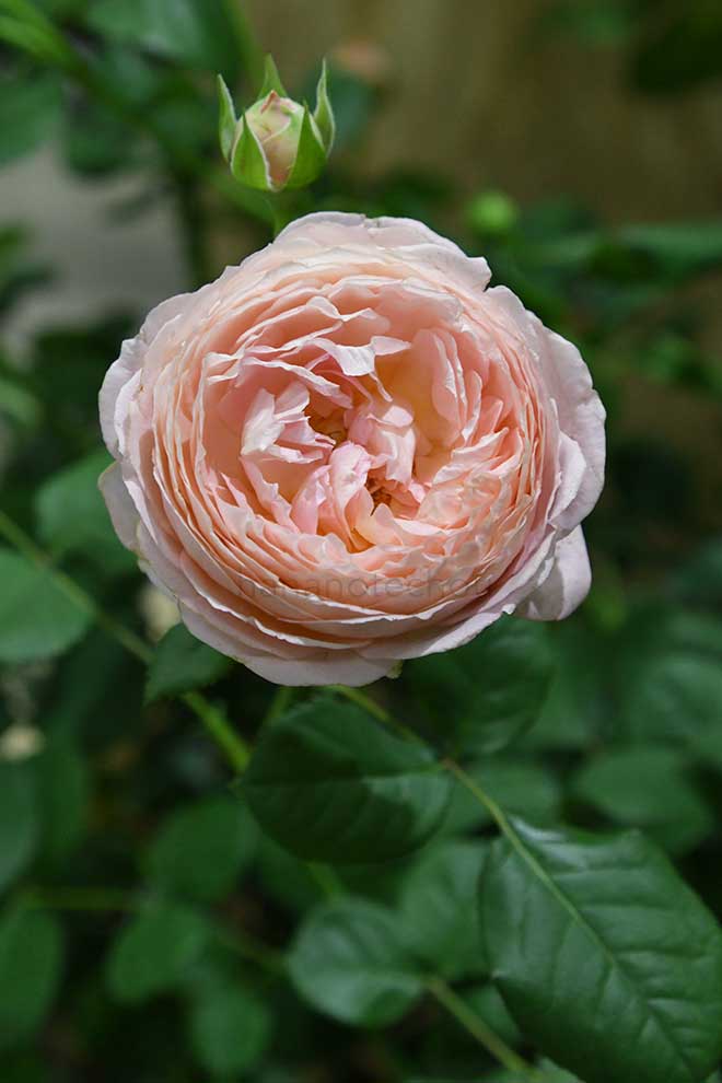 バラ コンフィチュール｜花の手帖の薔薇図鑑