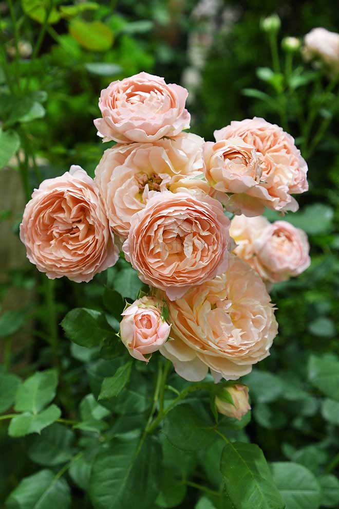 バラ コンフィチュール｜花の手帖の薔薇図鑑