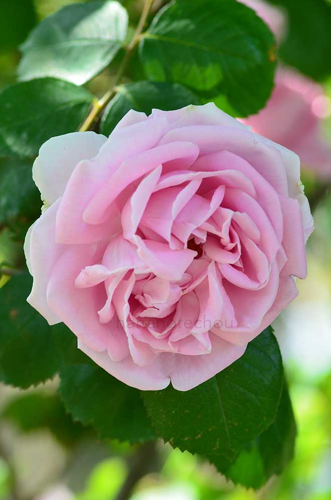 バラ コンラッド フェルディナンド マイアー｜花の手帖の薔薇図鑑