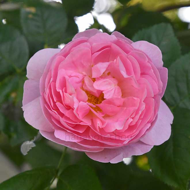 バラ コンスタンススプライ｜花の手帖の薔薇図鑑