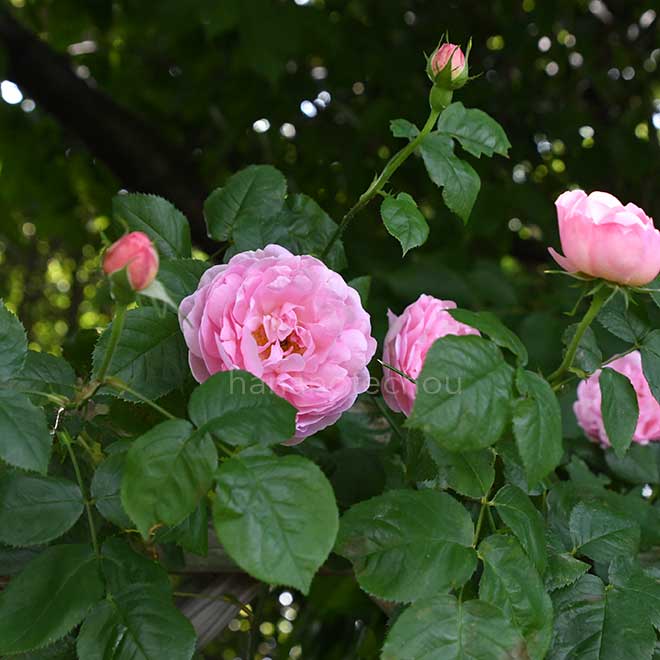 バラ コンスタンススプライ｜花の手帖の薔薇図鑑